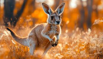 A kangaroo is running through a field of yellow grass. The image has a warm, natural feel to it, with the bright colors of the grass and the kangaroo's brown fur creating a sense of energy photo