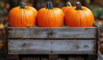 Three pumpkins are sitting in a wooden crate. The pumpkins are orange and have a stem photo