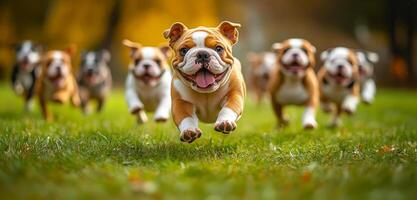 A group of puppies running in a field. Scene is joyful and playful. The puppies are all running and playing together, and their expressions show that they are having a great time photo