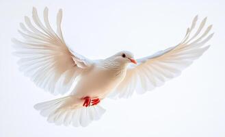 A white dove flies through the air with its wings spread wide. The bird's red feet contrast with its white feathers, creating a sense of balance and grace. The image evokes a feeling of freedom photo