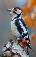 A bird with a red head and black and white feathers is perched on a tree branch. The bird appears to be looking to its left photo