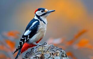 A bird with a red head and black and white wings is perched on a tree branch. The bird is looking to its left photo