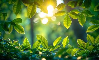 A lush green forest with sunlight shining through the leaves. Concept of tranquility and serenity, as the sunlight filters through the leaves, creating a peaceful and calming atmosphere photo