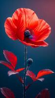 A red flower with a blue background. The flower is the main focus of the image. The blue background creates a contrast with the red flower, making it stand out. Concept of beauty and tranquility photo