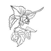 Hop cones on branch black white linear illustration isolated. Humulus on vine with leaves outline painted in botanical sketch for design beer label, natural product packaging, Oktoberfest. vector