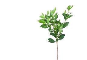 A cut out of Ficus benjamina leaves with clipping paths on a white background. The detailed structure and lush foliage are highlighted, emphasizing natural beauty and form of trees. photo