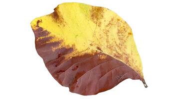 Cut out of teak leaf on a white background with clipping paths. The detailed veins and rich yellow color of the leaves are clearly visible, highlighting their natural texture and unique patterns. photo
