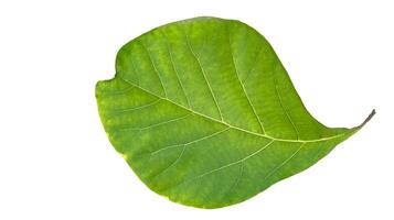Cut out of teak leaf on a white background with clipping paths. The detailed veins and rich green color of the leaves are clearly visible, highlighting their natural texture and unique patterns. photo