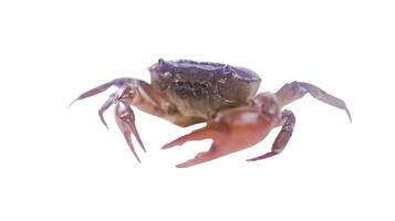 Cut out of rice field crab with accurate clipping paths, set against a white background, capturing the distinctive shape of crabs and texture for versatile use in various creative applications. photo