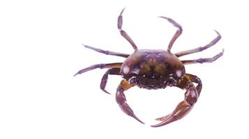 Cut out of rice field crab with accurate clipping paths, set against a white background, capturing the distinctive shape of crabs and texture for versatile use in various creative applications. photo