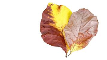 Cut out of teak leaf on a white background with clipping paths. The detailed veins and rich yellow color of the leaves are clearly visible, highlighting their natural texture and unique patterns. photo
