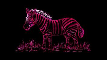 Neon frame effect, zebra with its distinct stripes on black background video