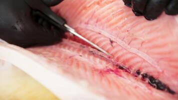 Scissors Cutting The Half Fish video