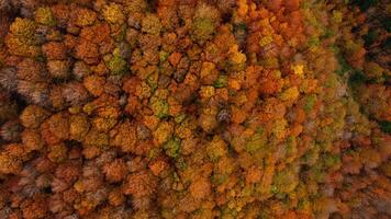 The Colorful Pattern Of The Tree Tops video