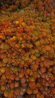 The Colorful Pattern Of The Tree Tops video
