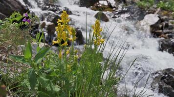yellow blooming flowers bloom by mountain river stream in a field in summer video