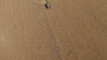 Harvesting of grain in summer. Drone aerial view of harvester working in field. Combine harvester agricultural machine collecting golden ripe wheat or rye on field. View from above. Copy space video