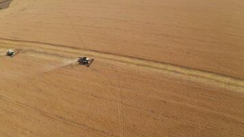 Harvesting of grain in summer. Drone aerial view of two harvesters working in field. Combine harvester agricultural machine collecting golden ripe wheat or rye on field. View from above. Copy space video