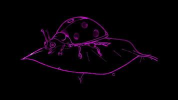 Neon frame effect, Ladybug on a Leaf on black background video