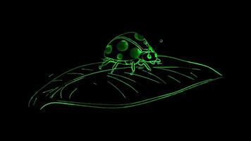 Neon frame effect, Ladybug on a Leaf on black background video