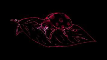 Neon frame effect, Ladybug on a Leaf on black background video