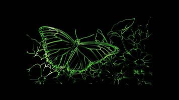 Neon frame effect, lovely butterfly resting on a large flower with a few more flowers in the garden on black background video