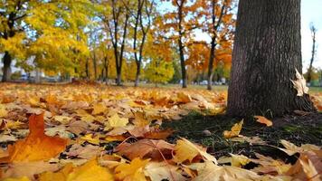 Aussicht auf leeren Park bedeckt mit golden Laub beim Boden auf sonnig Tag. Gelb Ahorn Blätter Lügen auf Rasen beim Herbst Parklandschaft. schön bunt fallen Jahreszeit. niedrig Aussicht schleppend Bewegung video