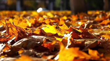 Close up view of empty autumn forest at sunset. Brown maple leaves lying on lawn at woodland. Gentle wind blowing through colorful foliage on the ground at parkland. Low view Slow motion video