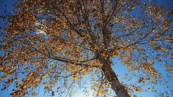 View to tree top of birch with yellow maple leaves at sunny autumn day. Branches with lush foliage gently swaying in wind with sunlight at background. Beautiful colorful fall season. Low view video
