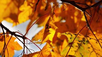 Close up of yellow maple leaves on tree branches gently swaying in the wind at sunset. Sunlight throws through autumn foliage swinging on breeze at forest. Beautiful colorful fall season. Slow motion video