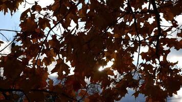 Brown maple leaves on tree branches gently swaying in wind with sunlight at background. Lush autumn foliage swinging on the breeze at forest. Beautiful colorful fall season. Close up Slow motion video