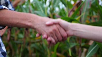 Two female farmers shaking hands with a green corn meadow at background. Business partners concluded a contract with handshake at maize field. Agricultural concept. Close up Slow motion video
