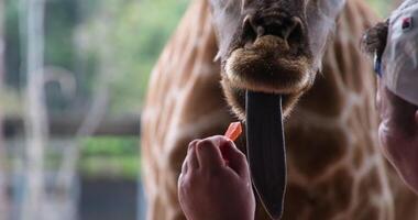 hand feed a giraffe long tongue giraffe Giraffe pulling his head and long tongue trying to get some tasty food from zoo guest video