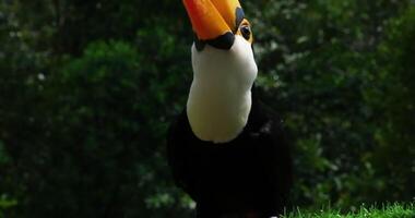 toucan. Yellow-breasted toucan It has a large mouth. Body feathers are black. The base of the tail is red chest and neck are bright yellow, the mouth is green, and the tip of the mouth is red. video