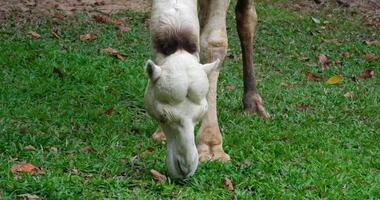one-humped white camel Dromedary Camelus dromedarius UK. from the genus Camelus with one hump on the back graceful two-humped camel resting in the shade video
