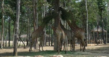 Close up of two reticulated giraffe's Giraffa reticulata heads while they feed during the afternoon African giraffe herd. portrait of wild African giraffe herd closeup in the forest video