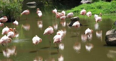 Flamingos courting just in advance of mating season video