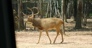 Milo deer Red Deer with Large Antlers Grazing, CInematic Shallow Depth of Field Close up, Forest, Netherlands, Rare video