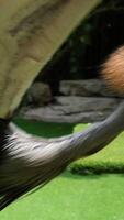 Gray crowned crane sits on the shore of the lake. Close up bird with a crest on its head flies without flapping its wings widely video