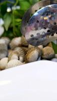 male hands open a shell, taking out a clam, showing how to open a shell correctly, vertical video