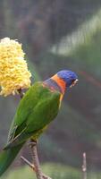 Trichoglossus rubritorquis, trichoglossus rubritorquis with vibrant plumage perched on tree branch, calling its mate and turning away from the camera, close up shot of Australian bird species. video