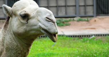 one-humped white camel Dromedary Camelus dromedarius UK. from the genus Camelus with one hump on the back graceful two-humped camel resting in the shade video