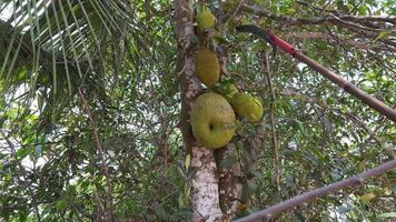 device for cutting jackfruit from tree. breadfruit jack fruit pick from tree video