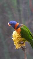 Rainbow lorikeet, Close-up, a colourful parrot sits on a branch. Rainbow lorikeet looking at the camera video