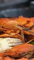 Hands holding a steam cooked crab without top shell. Slow motion. Close up. video