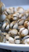 male hands open a shell, taking out a clam, showing how to open a shell correctly video