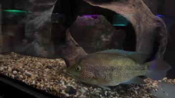 Parachromis dovii. Parachromis dovii in aquarium on a blue background wolf cichlid video