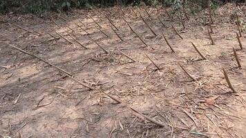Cu Chi, Viet Nam sharp stakes at the bottom of the pit. Famous tourist attraction in Vietnam trap for opponents video
