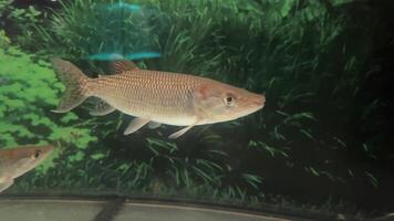African pike Hepsetus odoe is a small predator that feeds mainly on small fish. misunderstanding of the possibility of attacking the victim. video