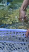 fish out of an aquarium. food shellfish. Mussels in a bowl with herbs, rotating on a turntable. Shellfish, seafood close-up video